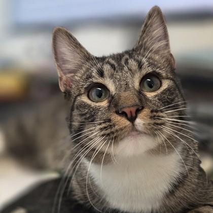 Enlarge Barry, a Adoptable mixed breed in Voorhees, NJ image 2/3