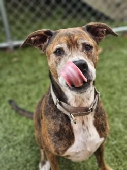 Enlarge Chonk, a Adoptable Mixed Breed in Savannah, GA image 2/2