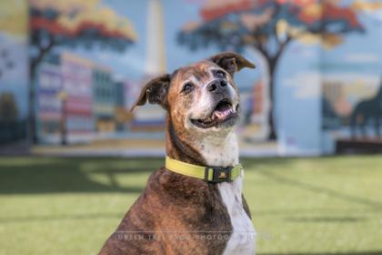 Chonk, a Adoptable Mixed Breed in Savannah, GA image 2/2