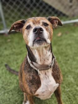 Chonk, Adoptable, Senior Male Mixed Breed & Mixed Breed.