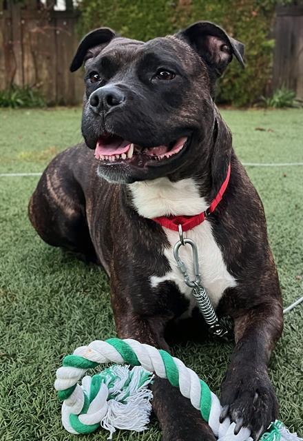 CHANEL, Adoptable, Adult Female Boxer & Pit Bull Terrier.