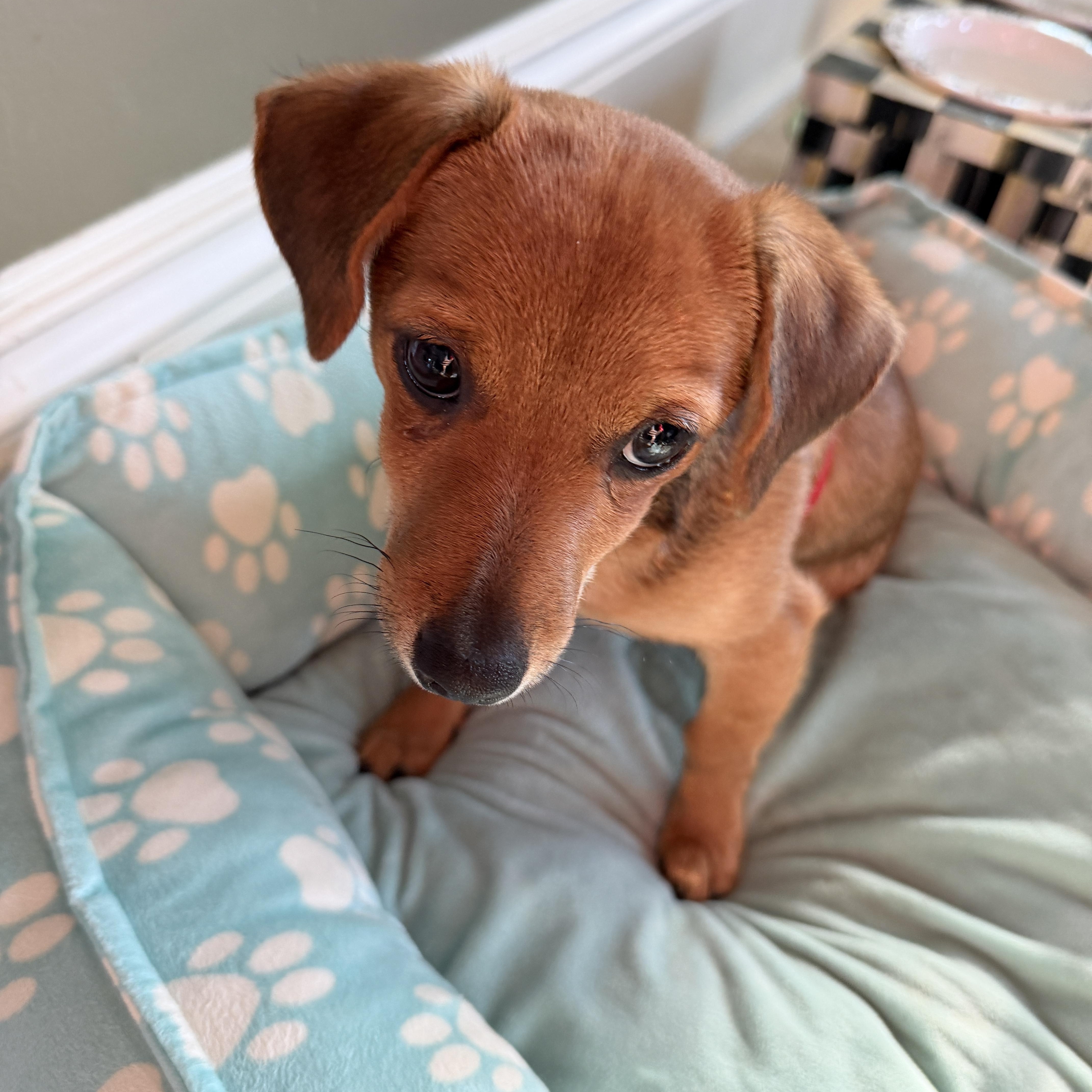 Wayne, adopted, Puppy Male Dachshund & Terrier.