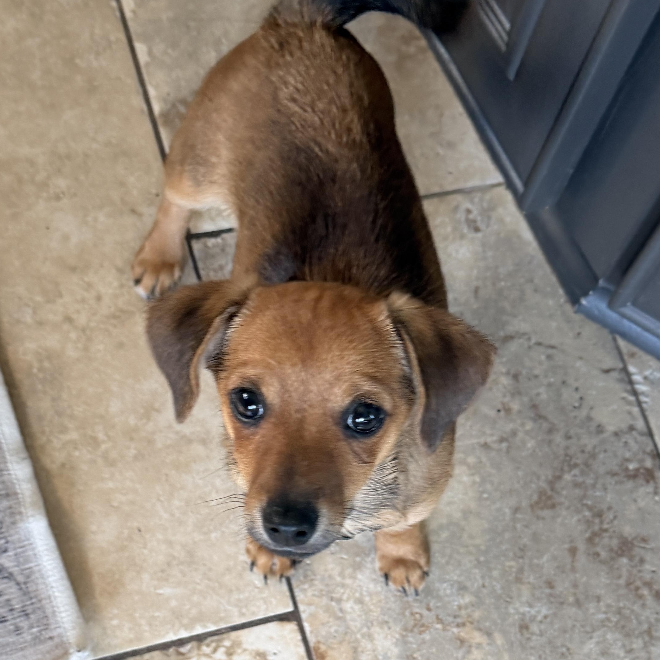 Enlarge Wayne, an adopted mixed breed in Mentor, OH image 2/3