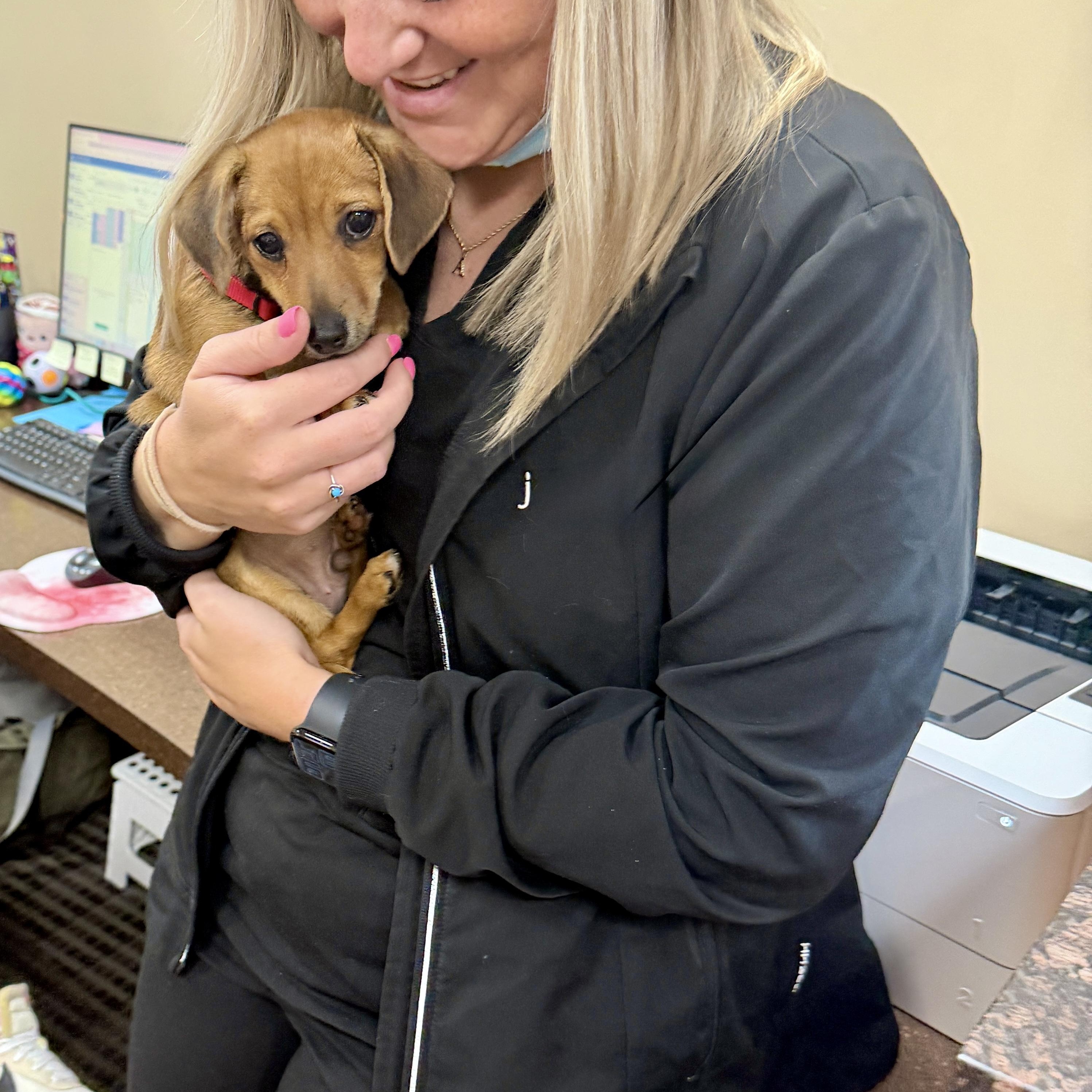 Enlarge Wayne, an adopted mixed breed in Mentor, OH image 3/3