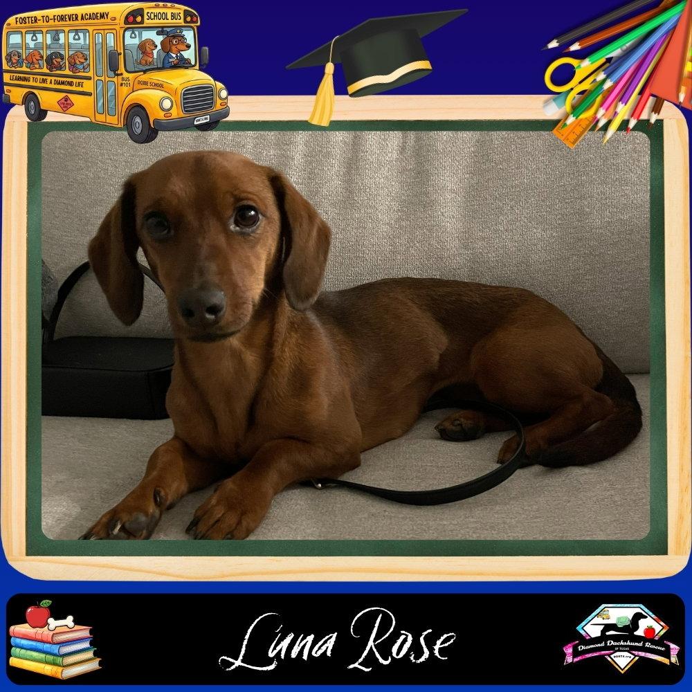 Luna Rose, a Adopted Dachshund in San Antonio, TX image 1/3