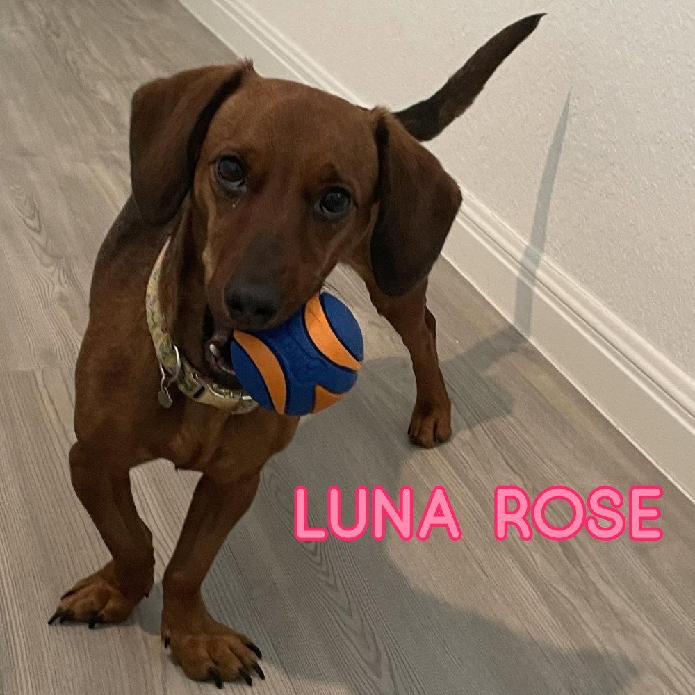 Luna Rose, a Adopted Dachshund in San Antonio, TX image 2/3