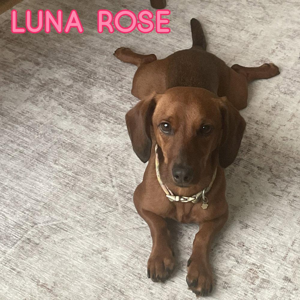 Luna Rose, a Adopted Dachshund in San Antonio, TX image 3/3