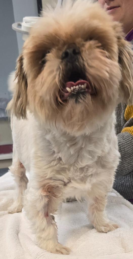 Snookie — thumbnail 2