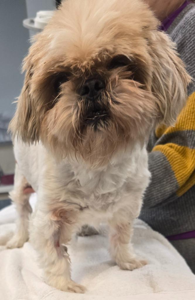 Snookie — thumbnail 3