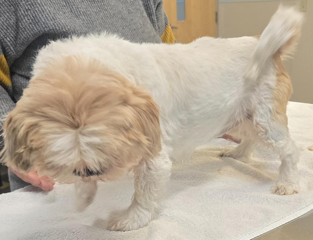 Snookie — thumbnail 4