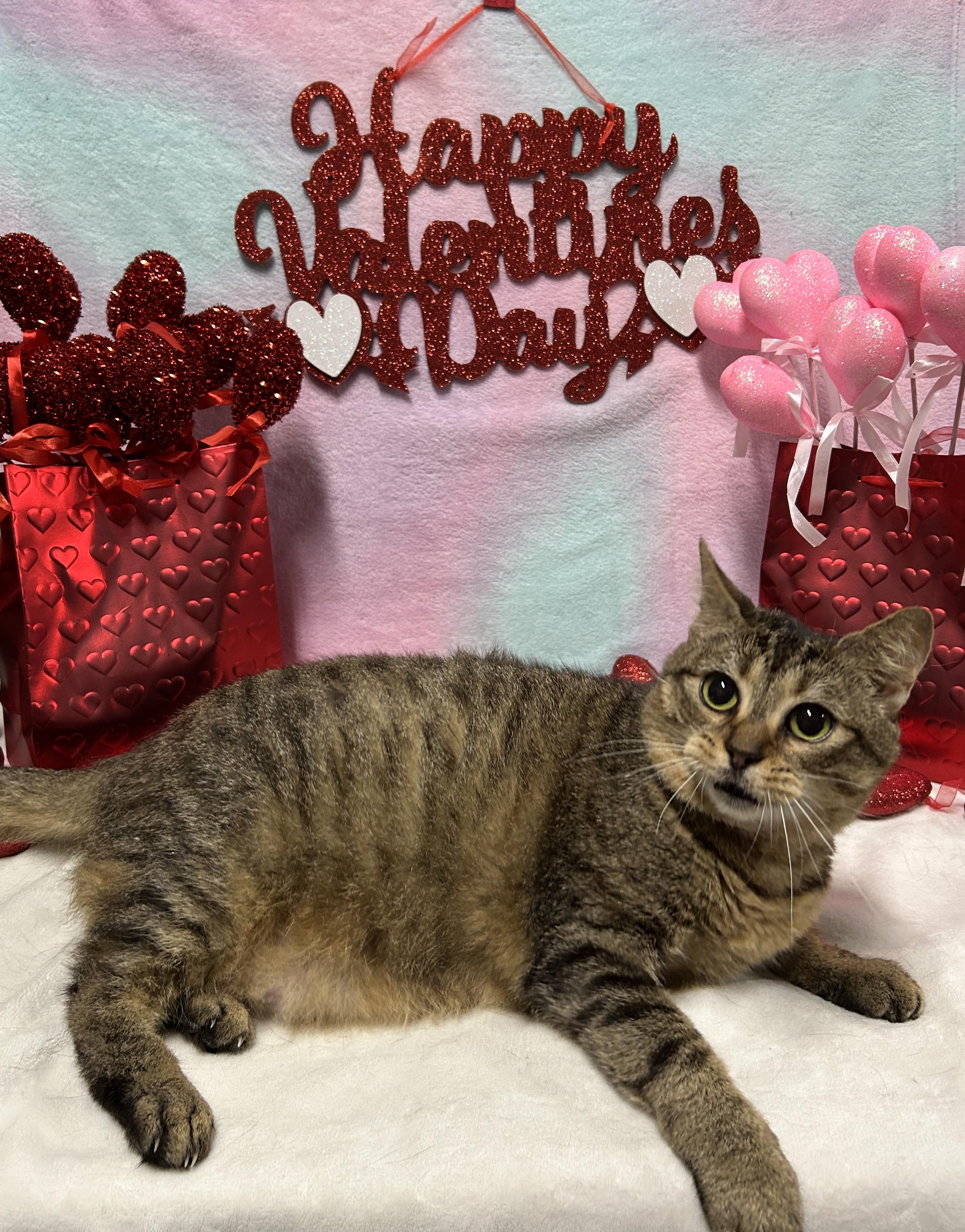 MINEW, a Adoptable Domestic Short Hair in Tillsonburg, ON image 4/6