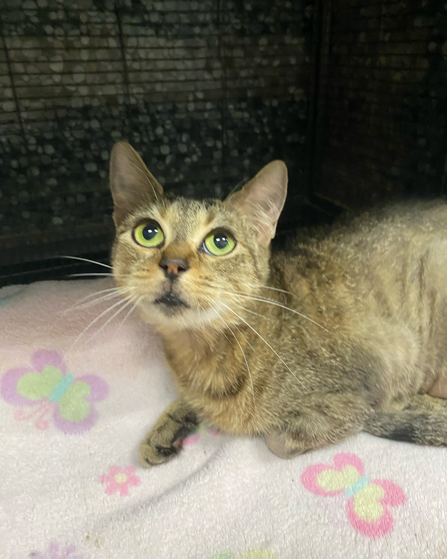 MINEW, a Adoptable Domestic Short Hair in Tillsonburg, ON image 2/6