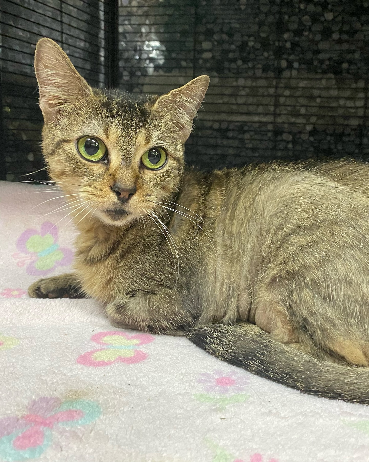 MINEW, a Adoptable Domestic Short Hair in Tillsonburg, ON image 3/6