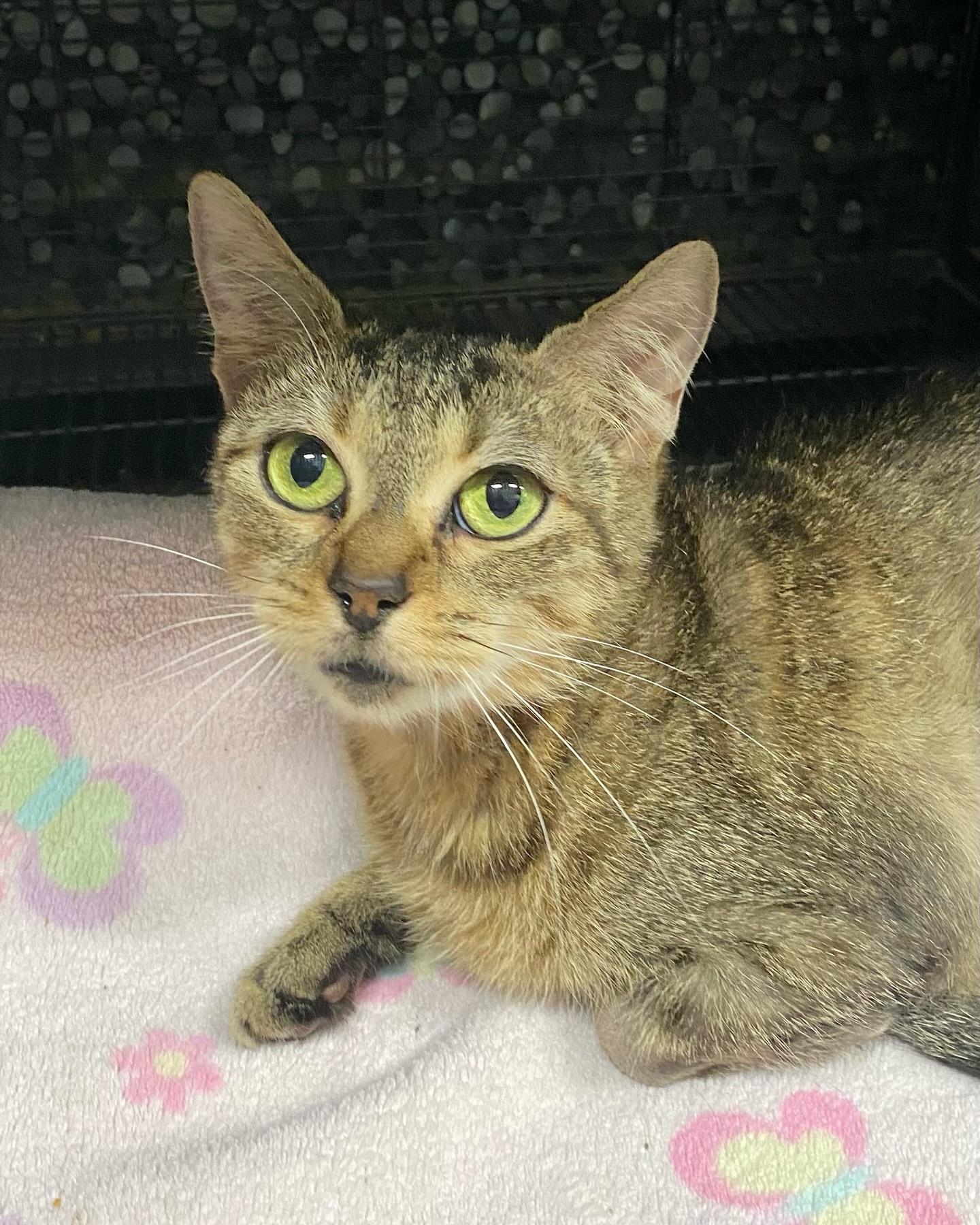 MINEW, a Adoptable Domestic Short Hair in Tillsonburg, ON image 1/6