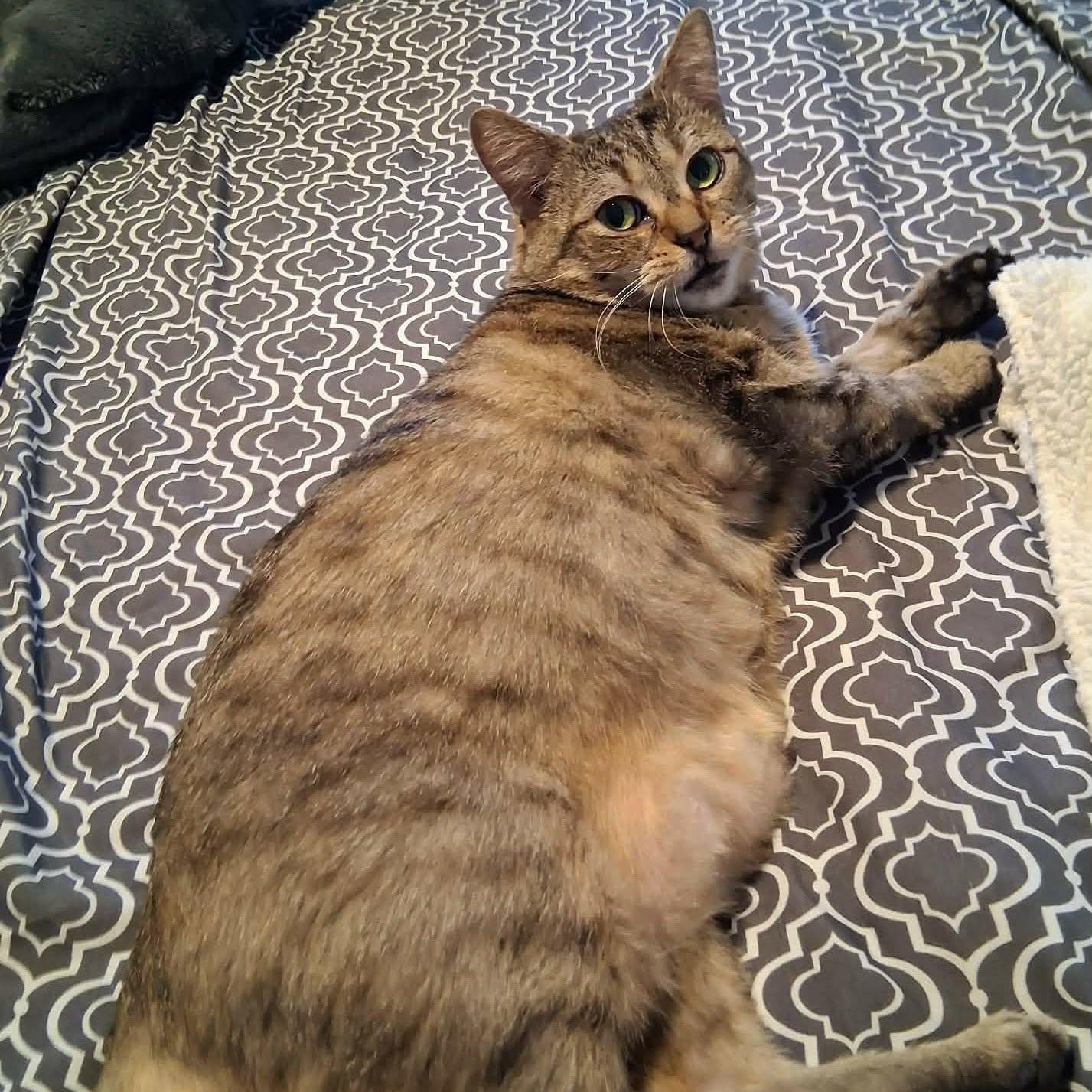 Enlarge MINEW, a Adoptable Domestic Short Hair in Tillsonburg, ON image 2/6