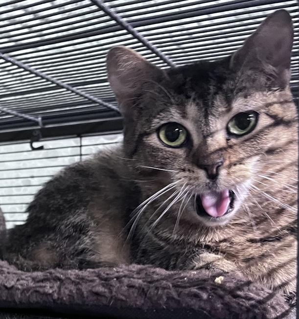 MINEW, a Adoptable Domestic Short Hair in Tillsonburg, ON image 6/6