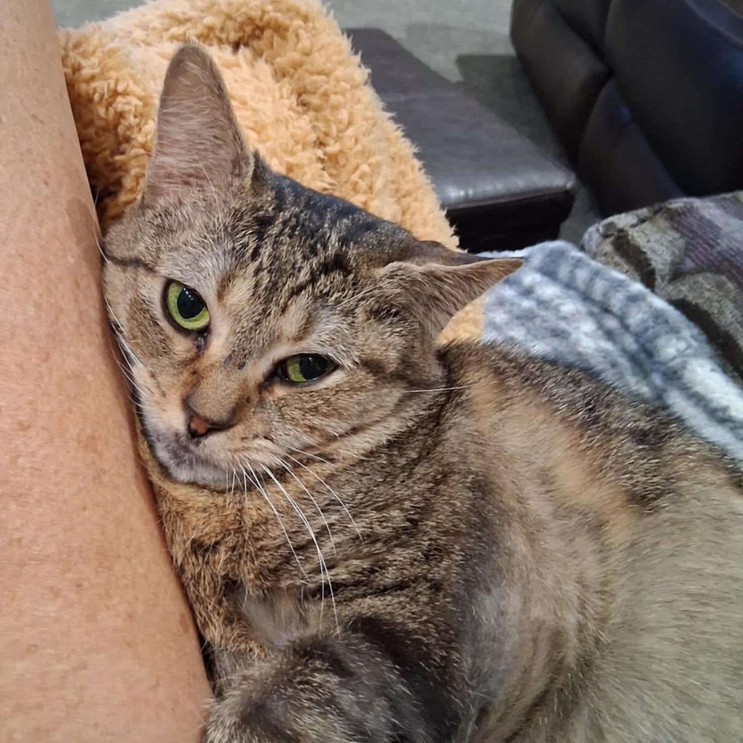 Enlarge MINEW, a Adoptable Domestic Short Hair in Tillsonburg, ON image 1/6