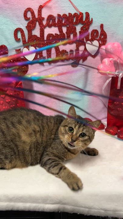 Enlarge MINEW, a Adoptable Domestic Short Hair in Tillsonburg, ON video 5/6
