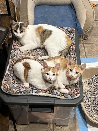 Sammie (Samantha) — thumbnail 3