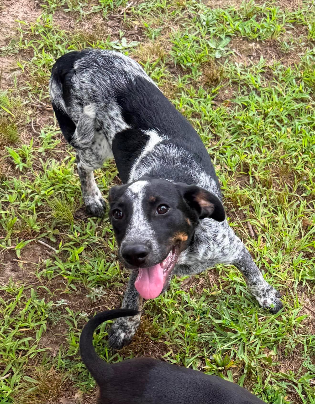 Dolly, a ADOPTABLE Mixed Breed in Northwood, NH image 4/5