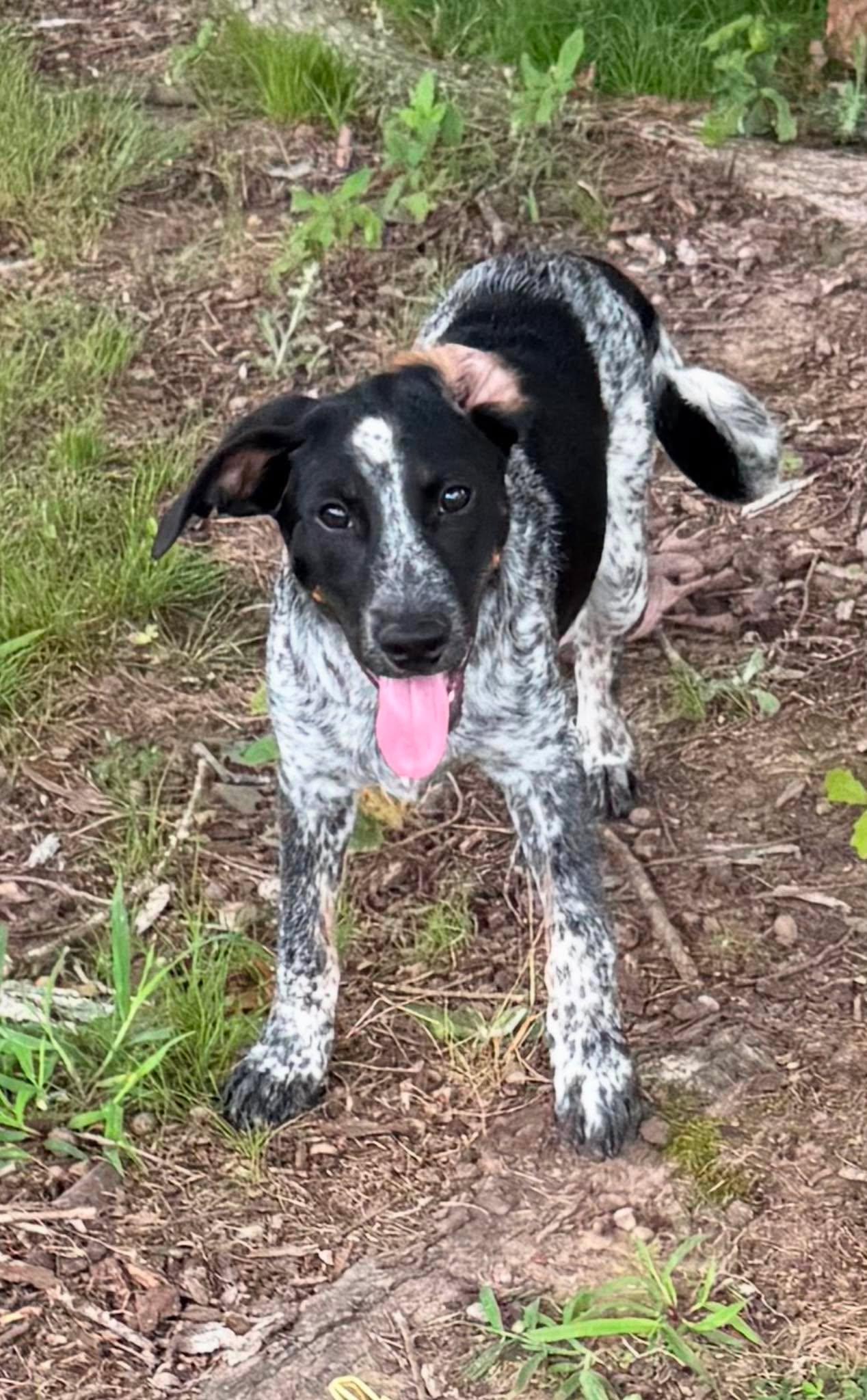Dolly, a ADOPTABLE Mixed Breed in Northwood, NH image 5/5