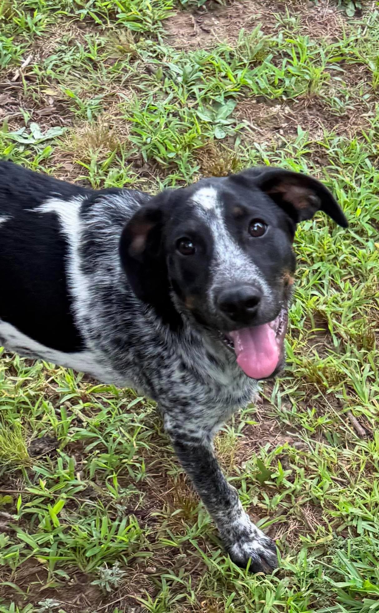 Dolly, a ADOPTABLE Mixed Breed in Northwood, NH image 1/5