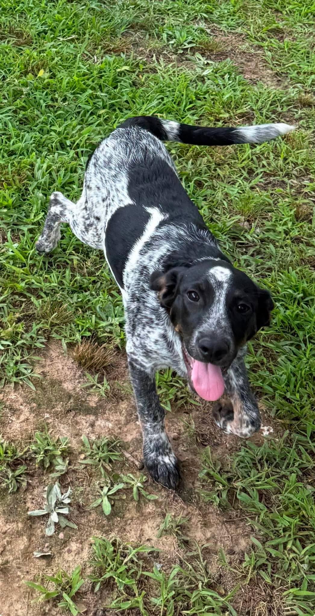 Dolly, a ADOPTABLE Mixed Breed in Northwood, NH image 2/5