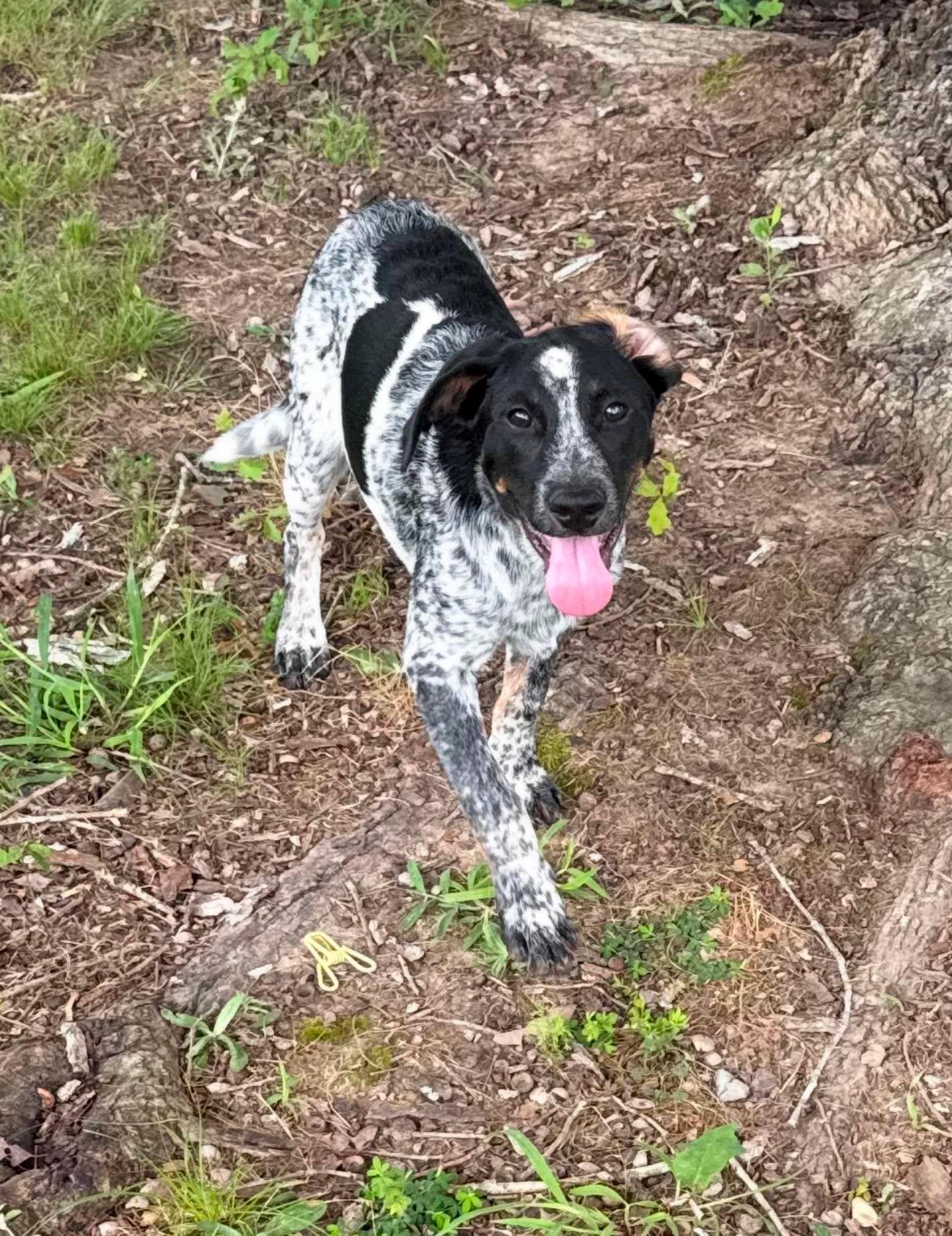 Dolly, a ADOPTABLE Mixed Breed in Northwood, NH image 3/5