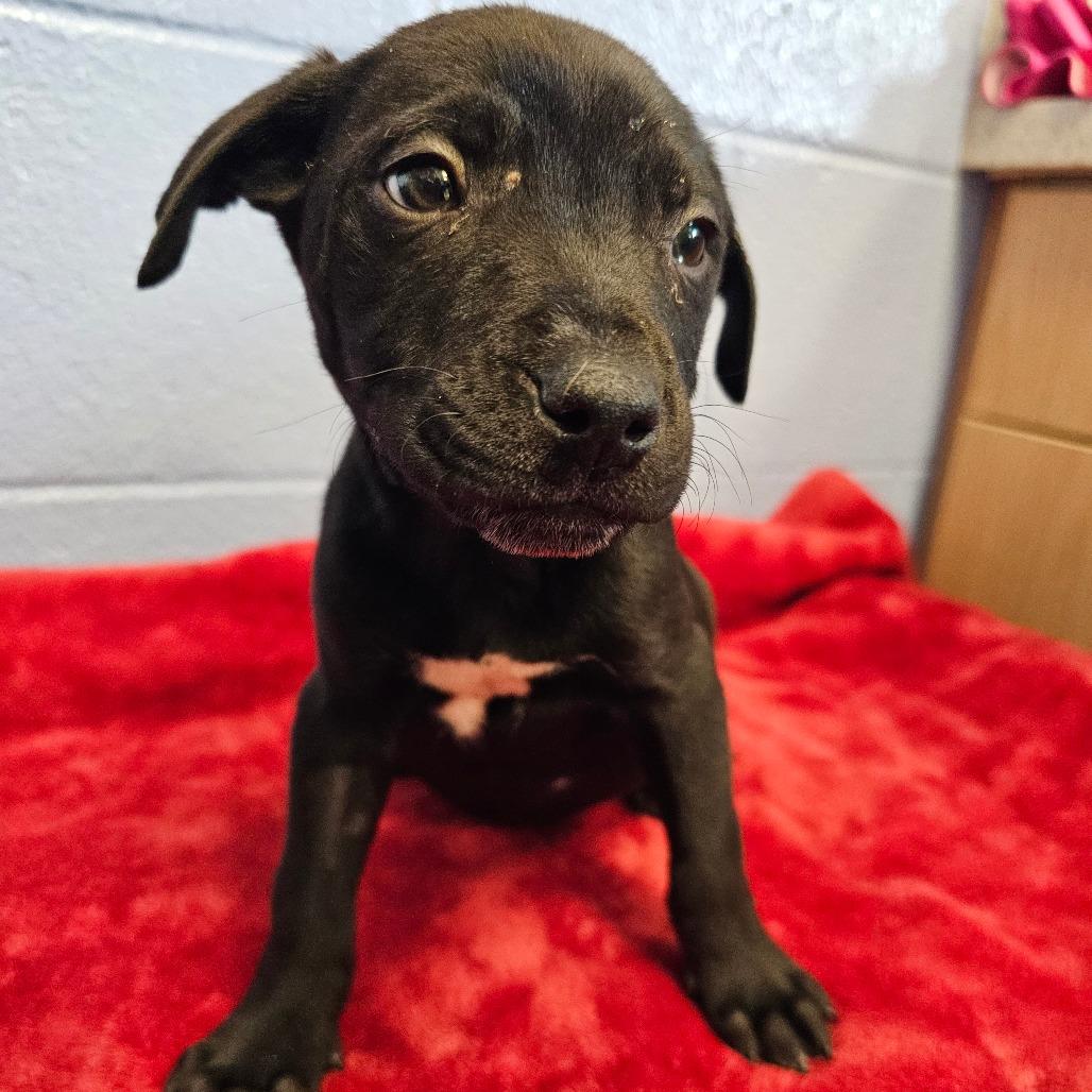 Enlarge Weezle, a Adoptable mixed breed in Madisonville, TN image 1/1