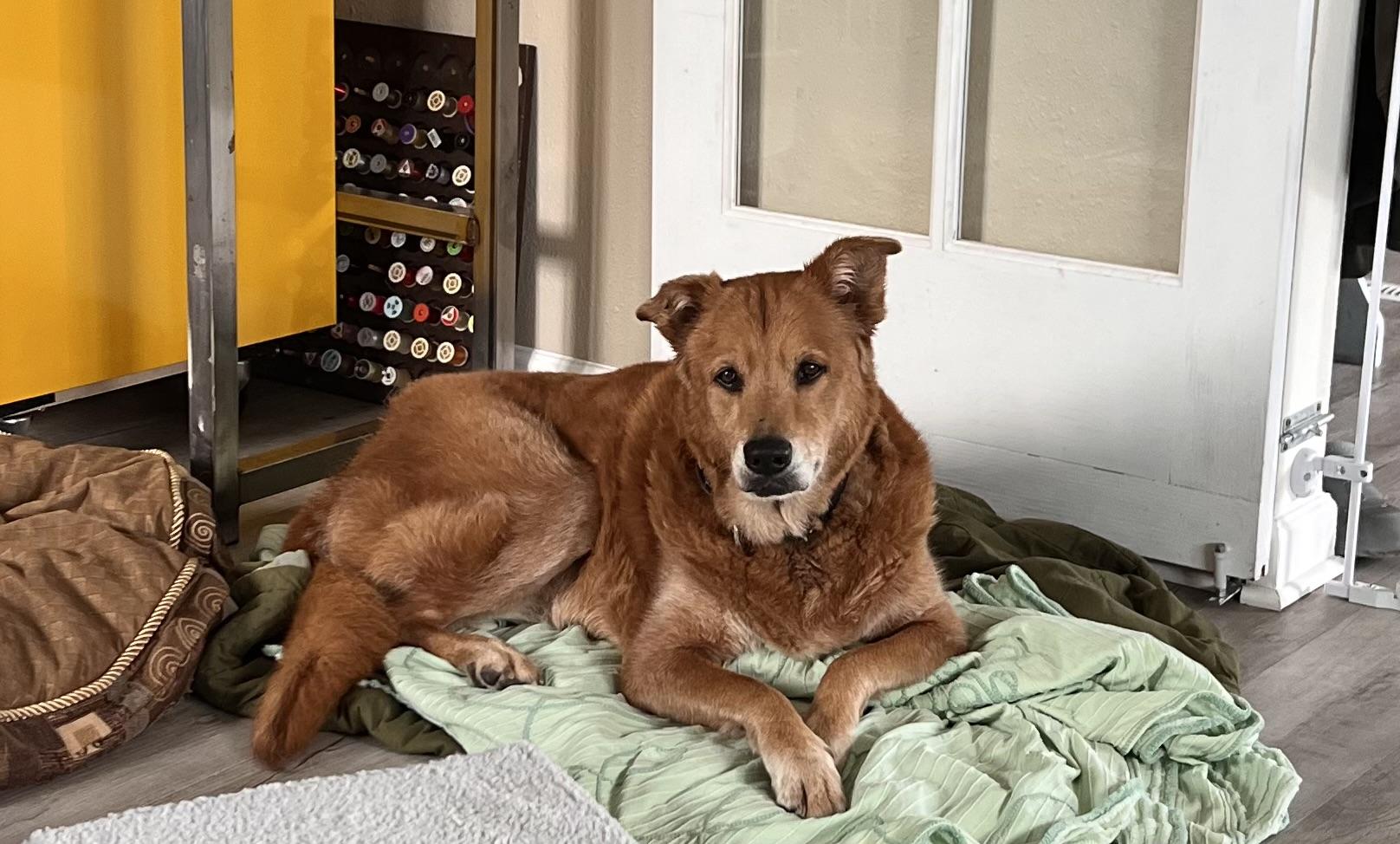 Goldie, Adoptable, Senior Female Golden Retriever.