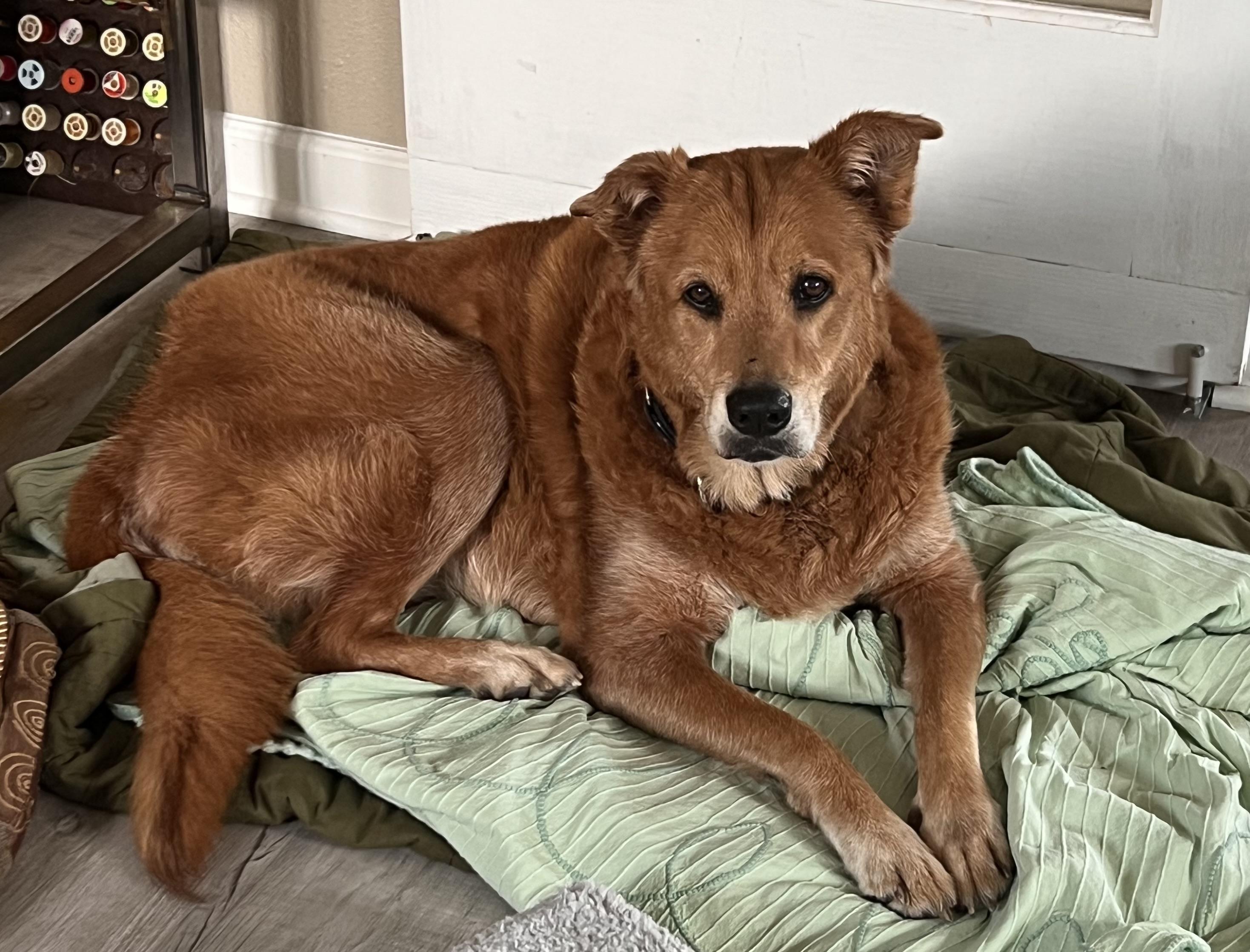 Goldie, a Adoptable Golden Retriever in Windsor, CO image 2/6