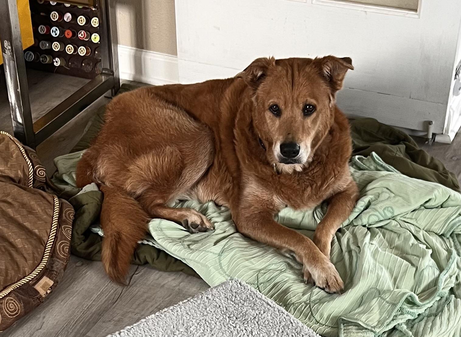 Goldie, a Adoptable Golden Retriever in Windsor, CO image 3/6