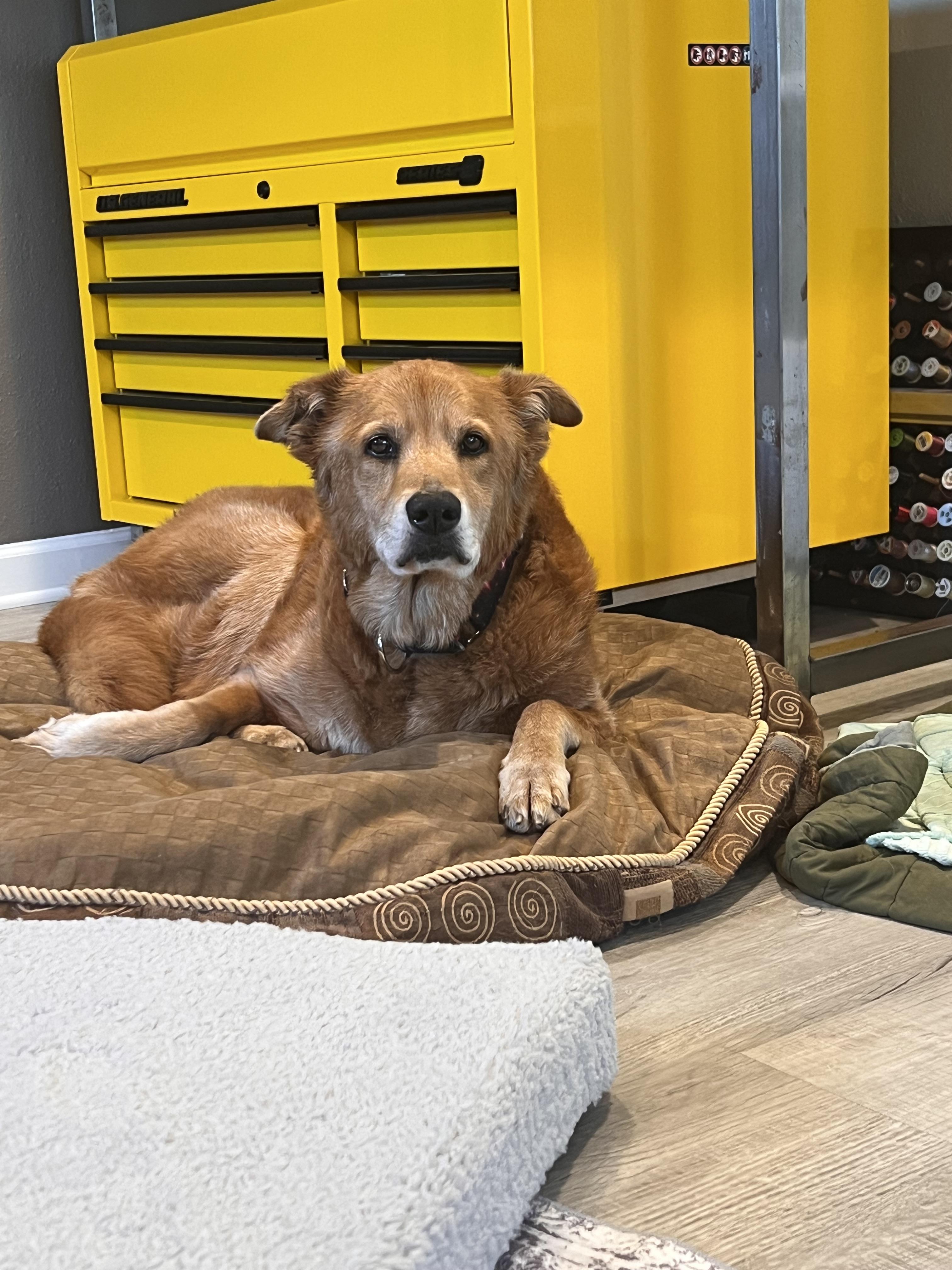 Goldie, a Adoptable Golden Retriever in Windsor, CO image 4/6