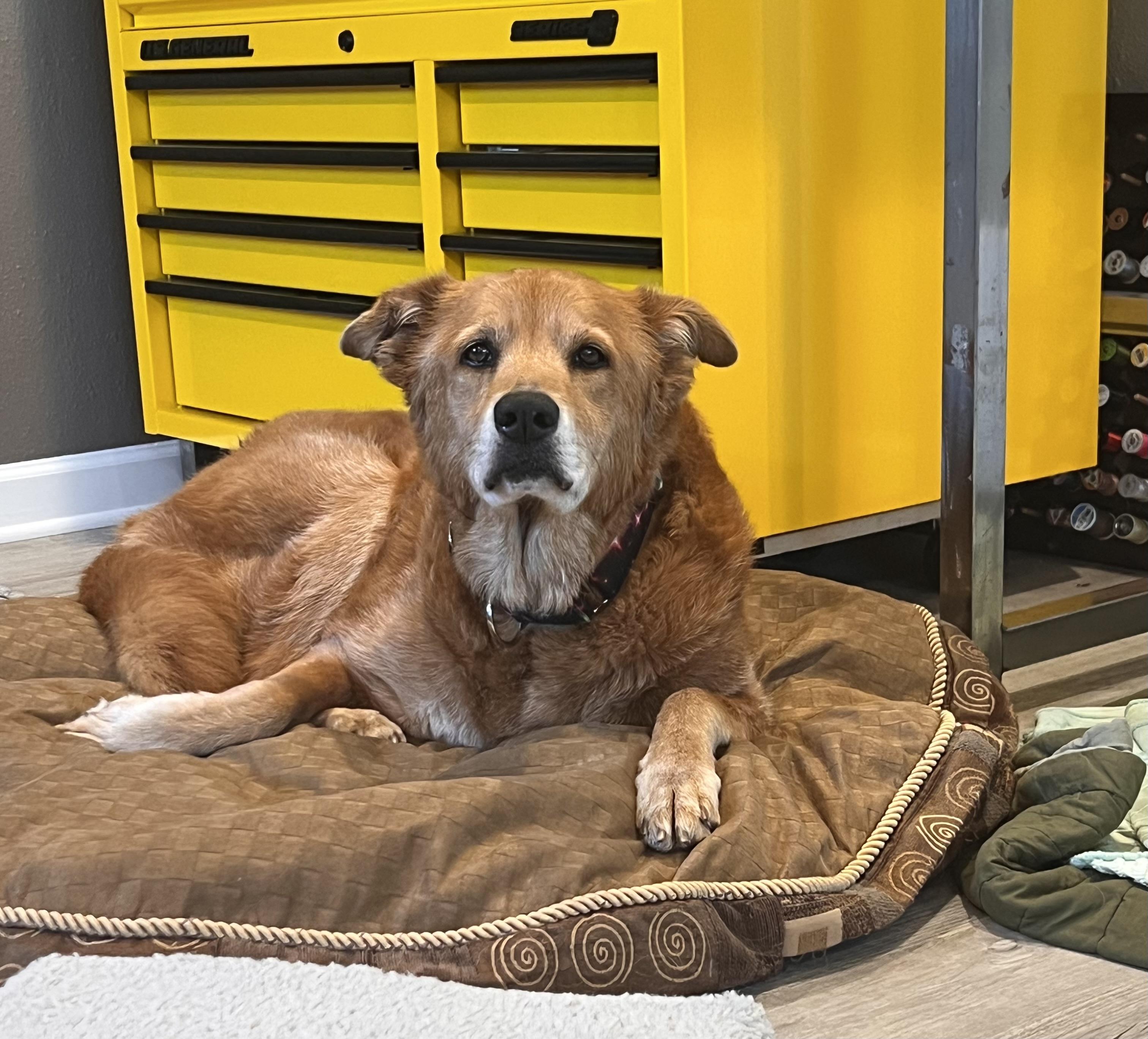 Goldie, a Adoptable Golden Retriever in Windsor, CO image 6/6