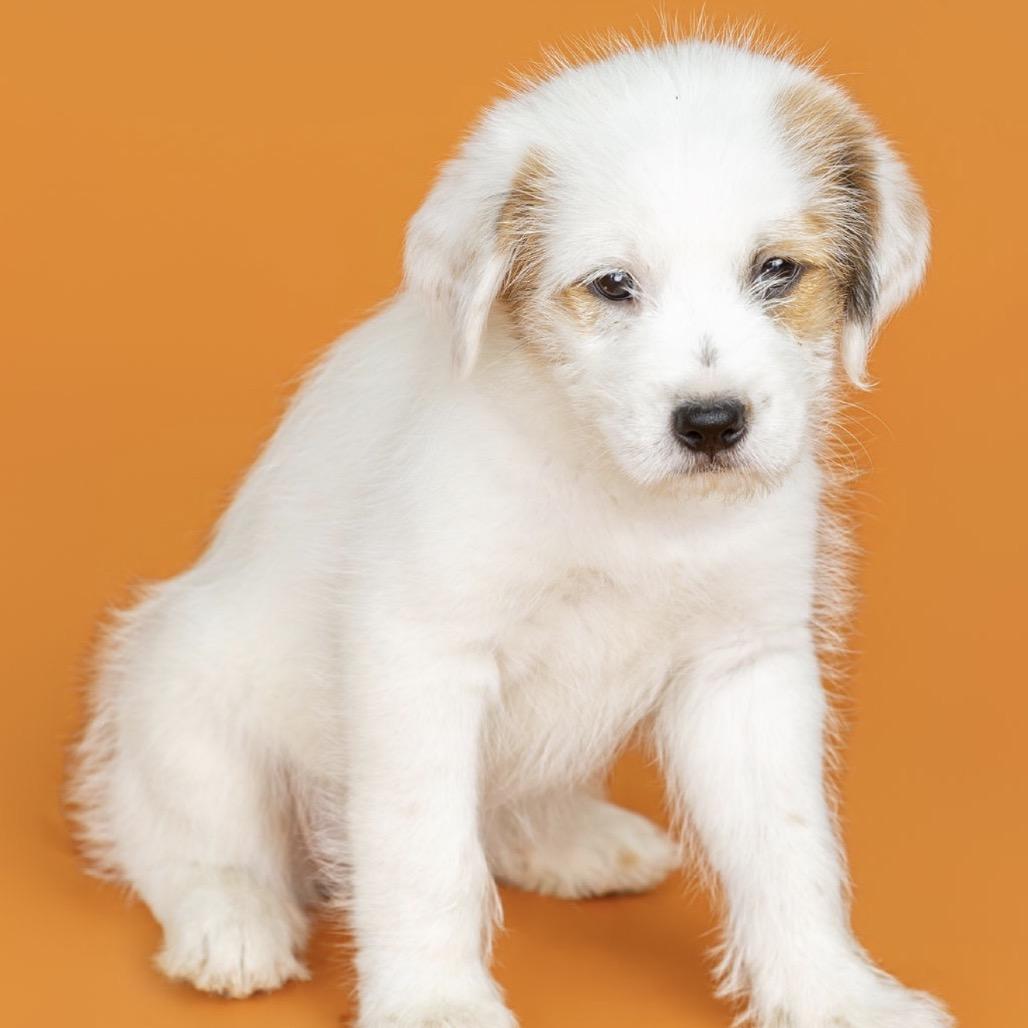 Cora, Adoptable, Puppy Female Shih Tzu & Mixed Breed.