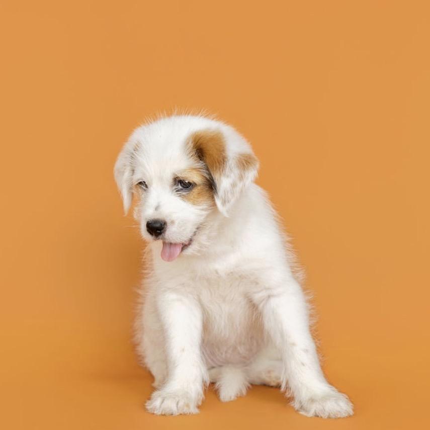 Enlarge Cora, a Adoptable mixed breed in Southside, TN image 2/4