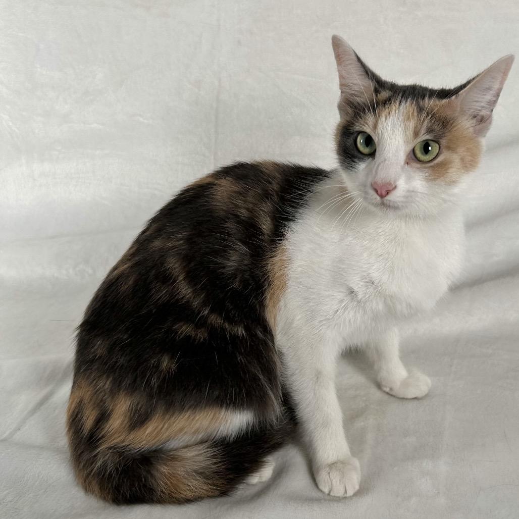 Marigold, a Adoptable Domestic Short Hair in Johnson City, TN image 1/4