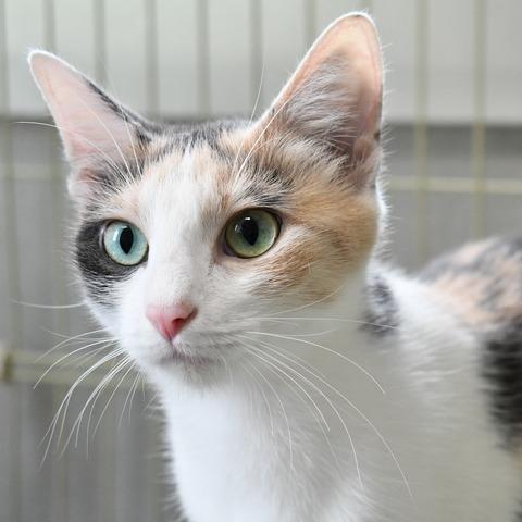 Marigold, a Adoptable Domestic Short Hair in Johnson City, TN image 2/4