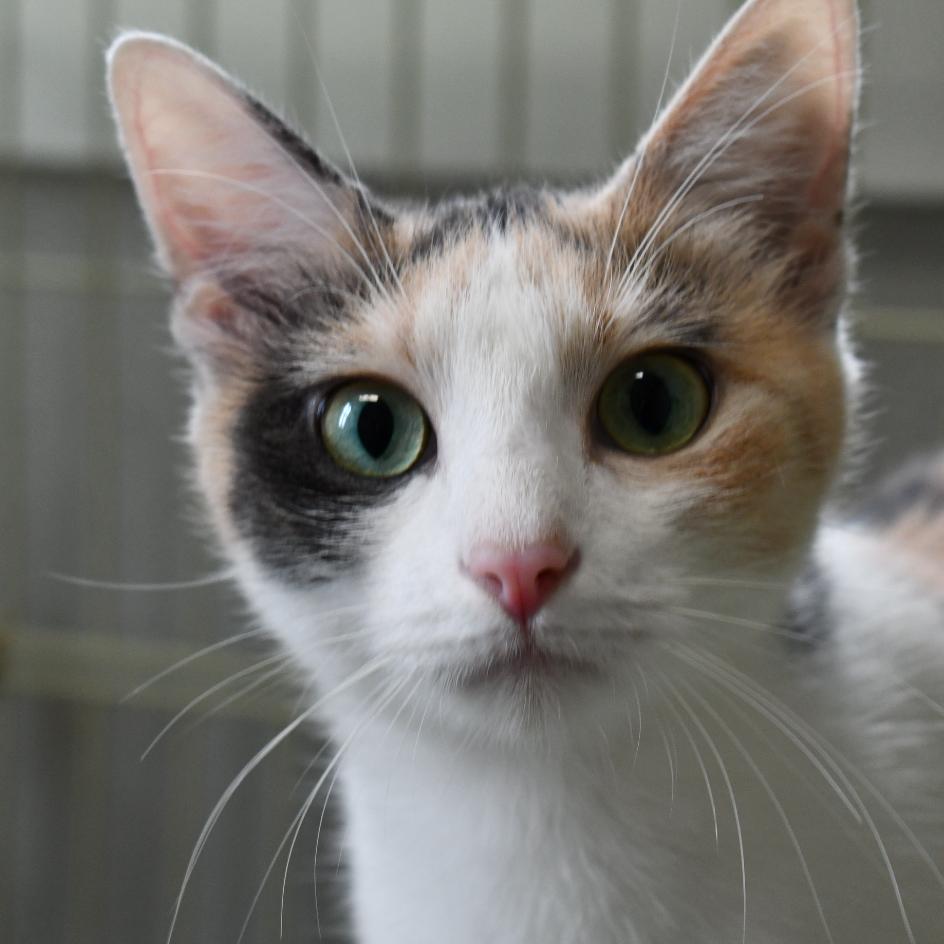 Marigold, a Adoptable Domestic Short Hair in Johnson City, TN image 3/4