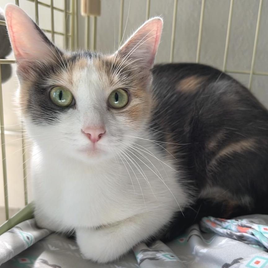 Marigold, a Adoptable Domestic Short Hair in Johnson City, TN image 4/4