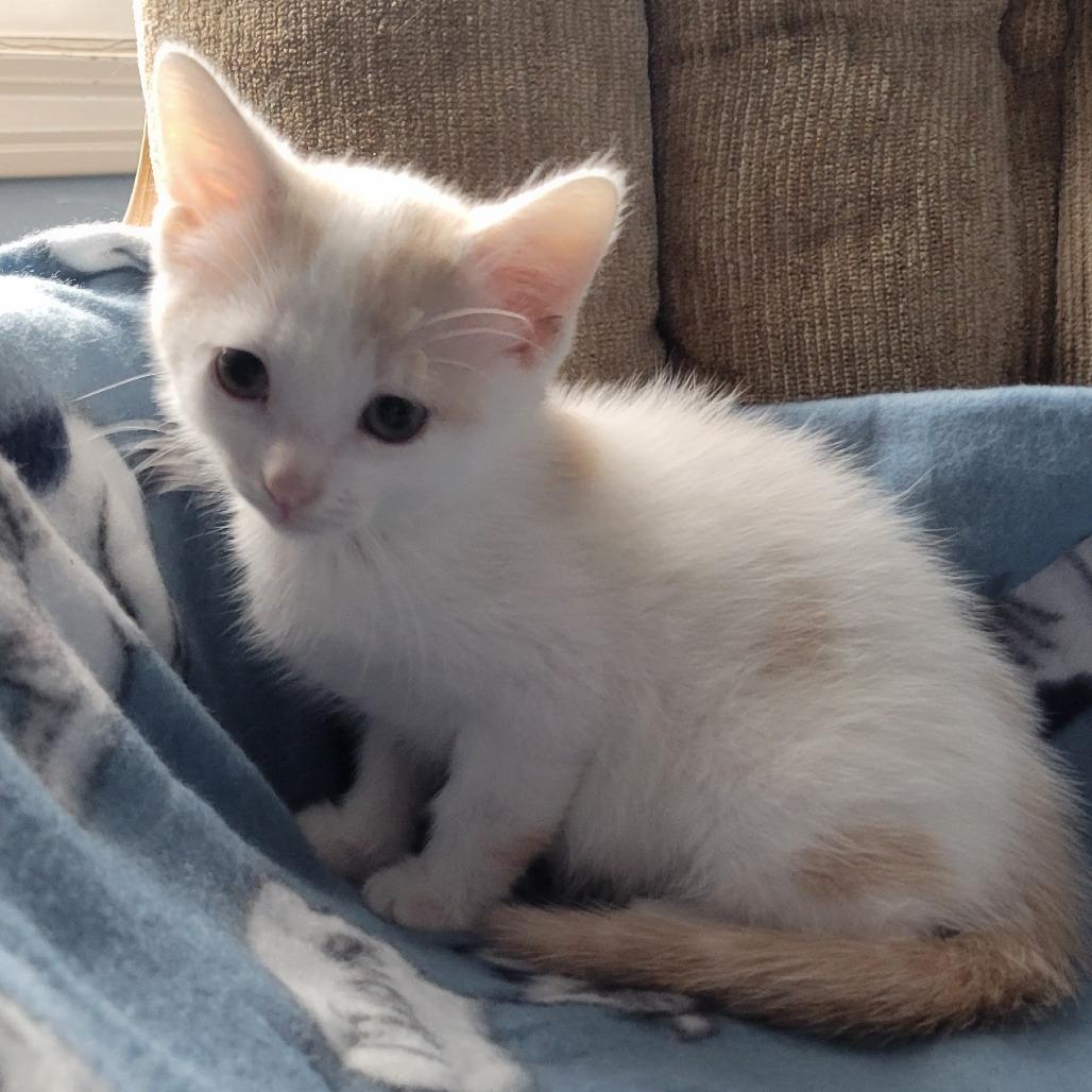 Freckles, Adoptable, Kitten Male Domestic Medium Hair.