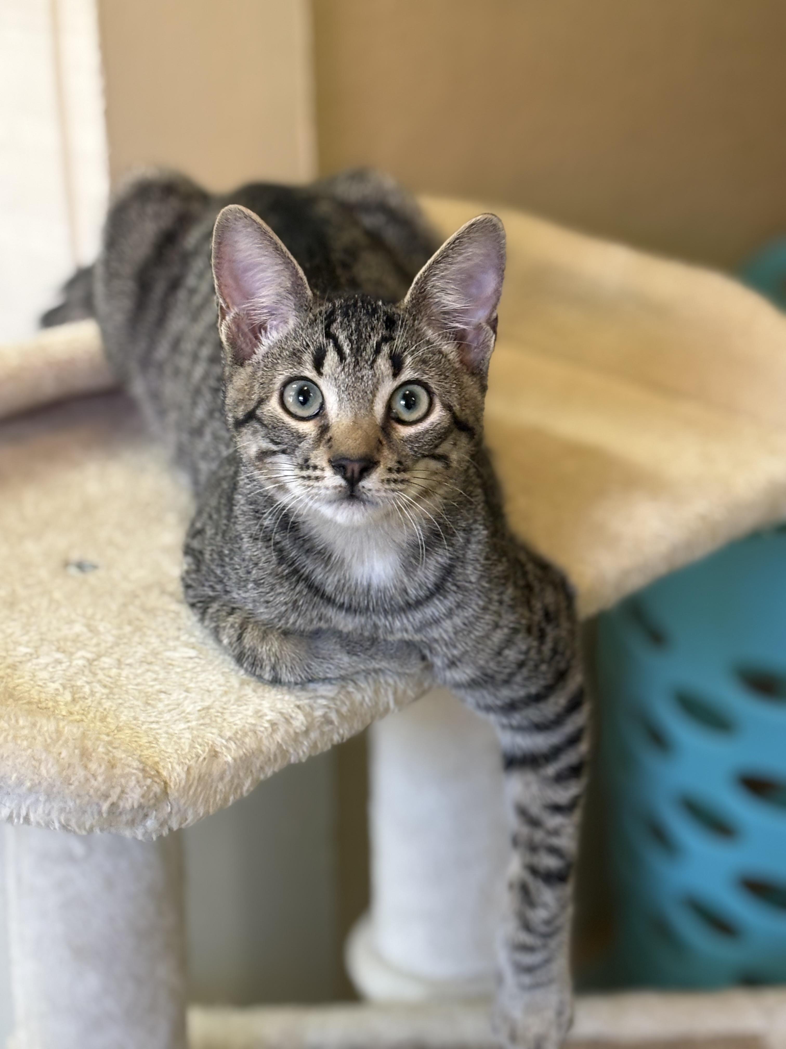 Enlarge Dobby, a Adoptable Domestic Short Hair in Statesboro, GA image 1/3