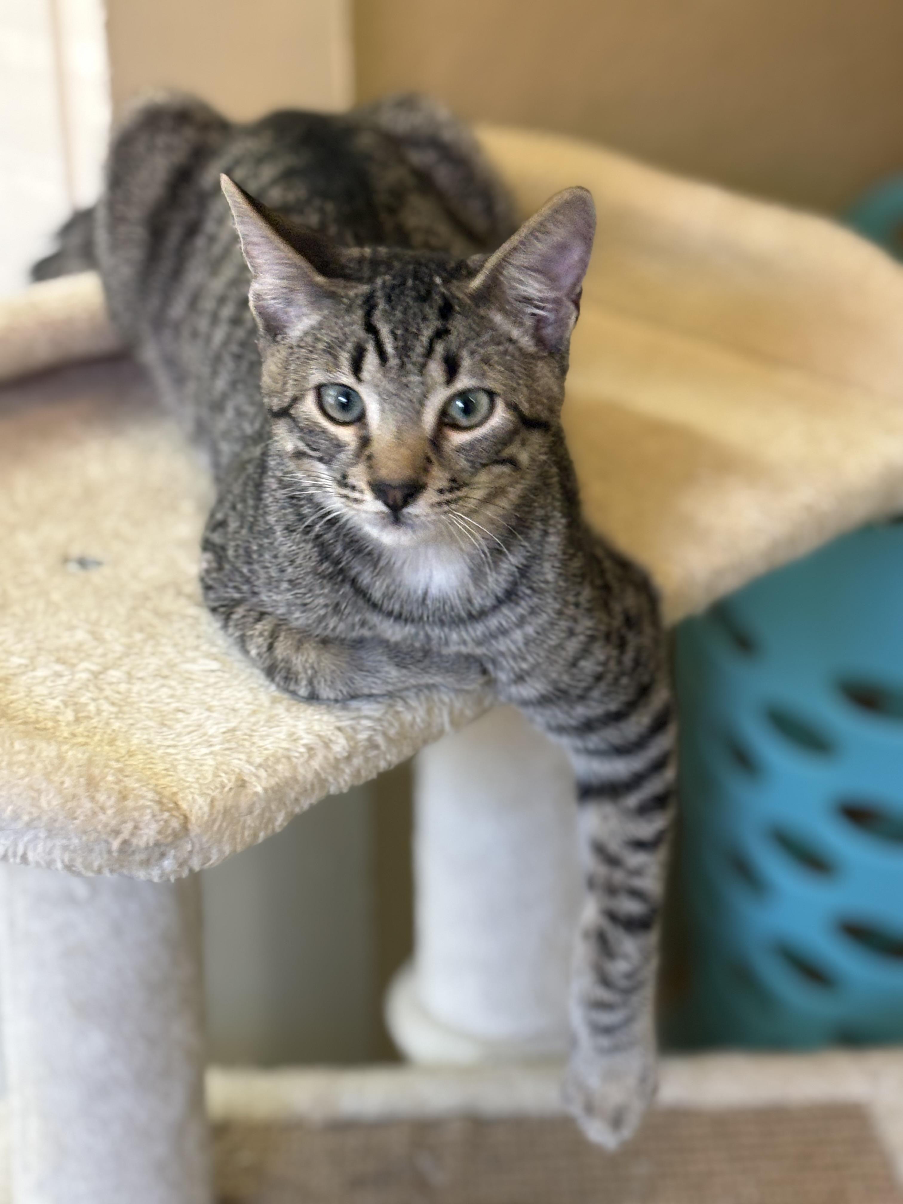 Enlarge Dobby, a Adoptable Domestic Short Hair in Statesboro, GA image 2/3