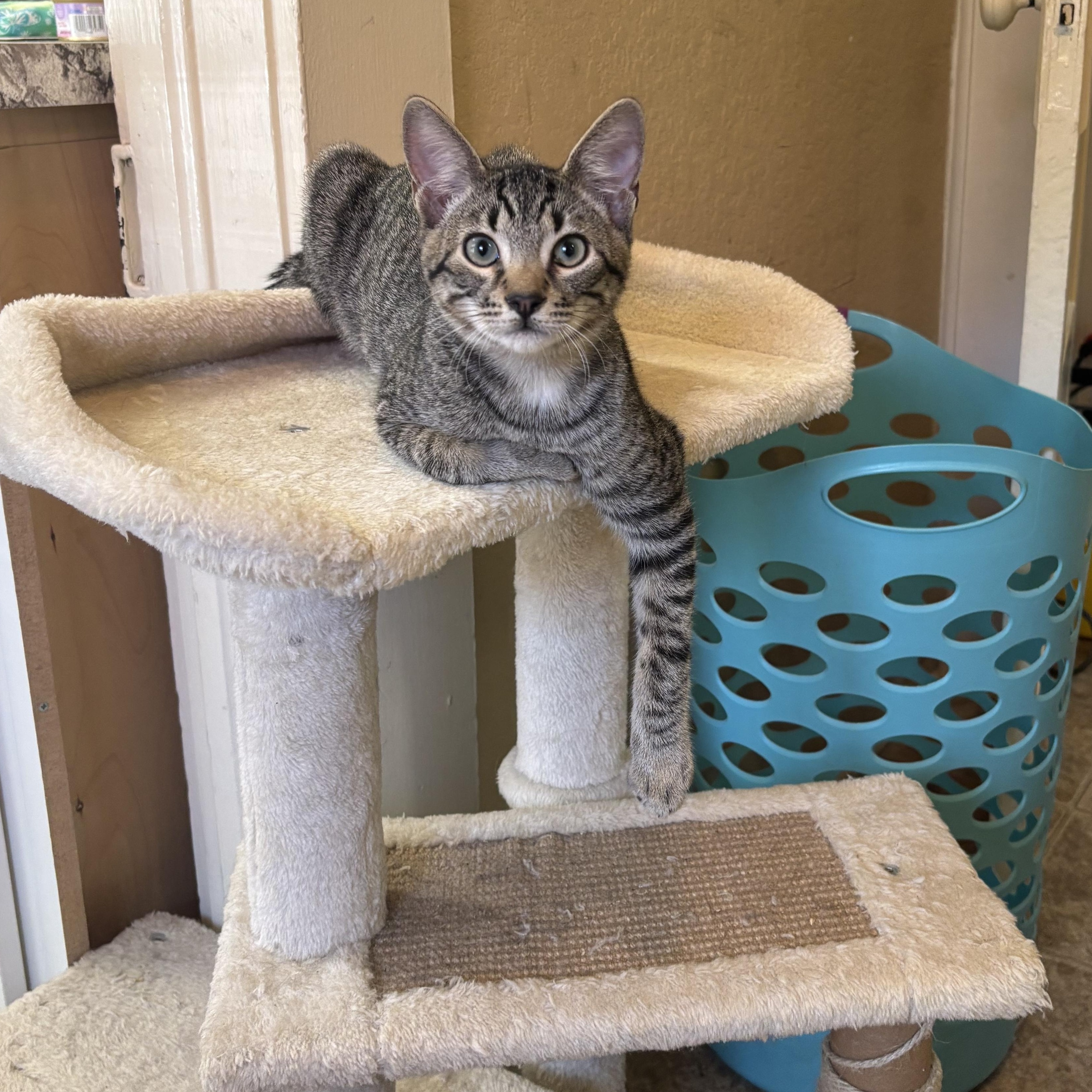 Enlarge Dobby, a Adoptable Domestic Short Hair in Statesboro, GA image 3/3