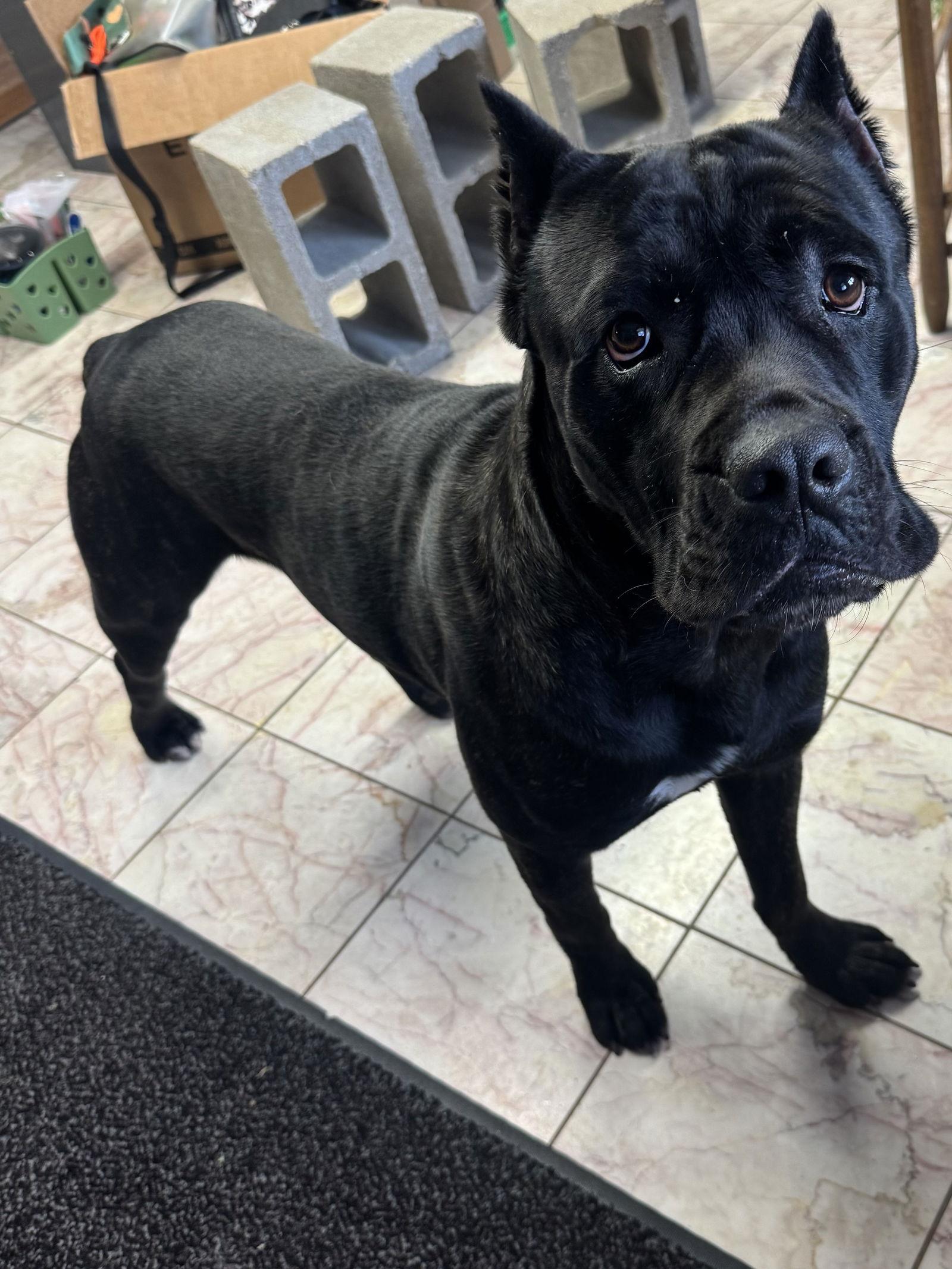 Kodiak, Adoptable, Young Male Cane Corso.