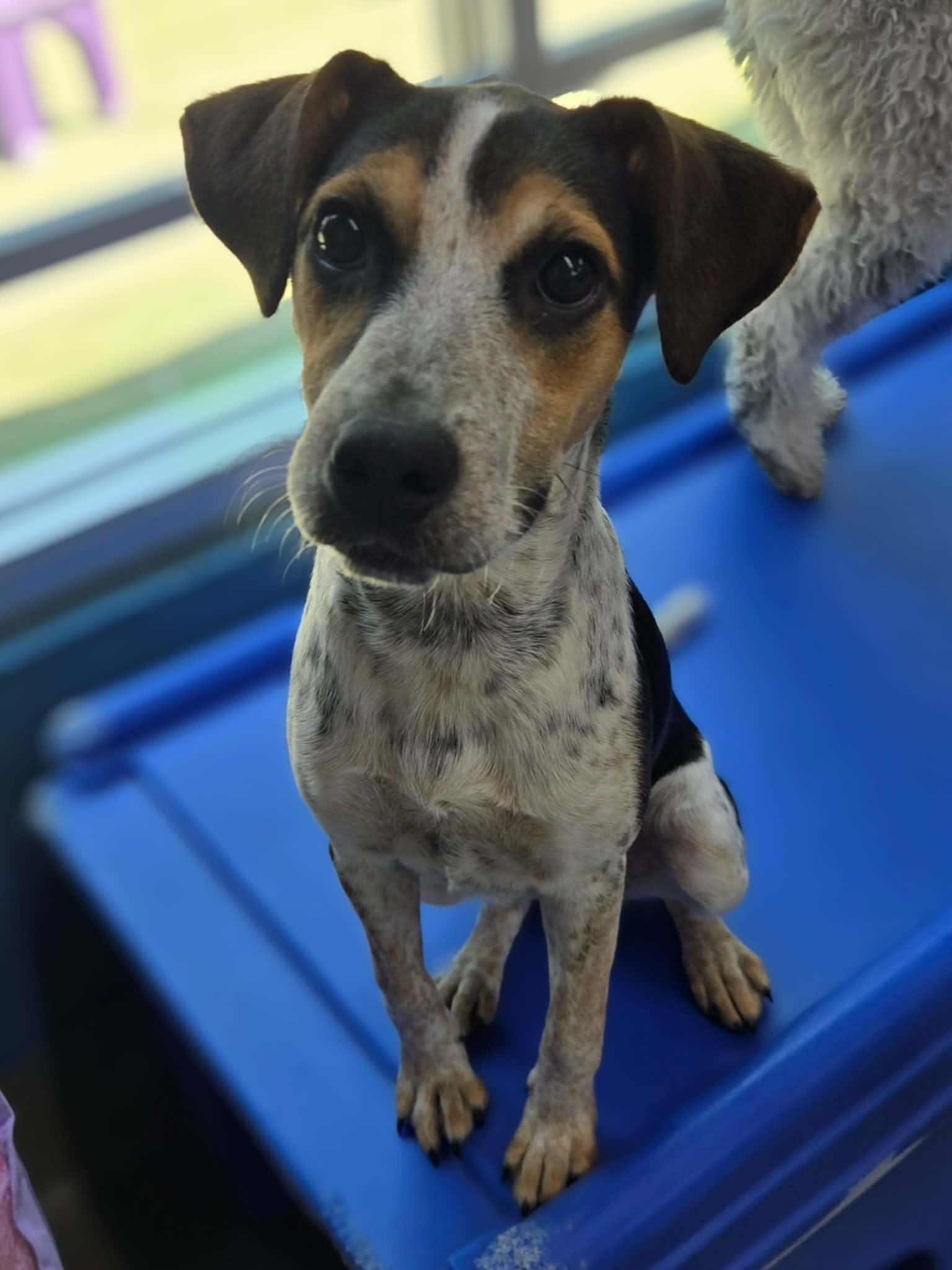 Sadie, adopted, Puppy Female Hound & Australian Cattle Dog / Blue Heeler.