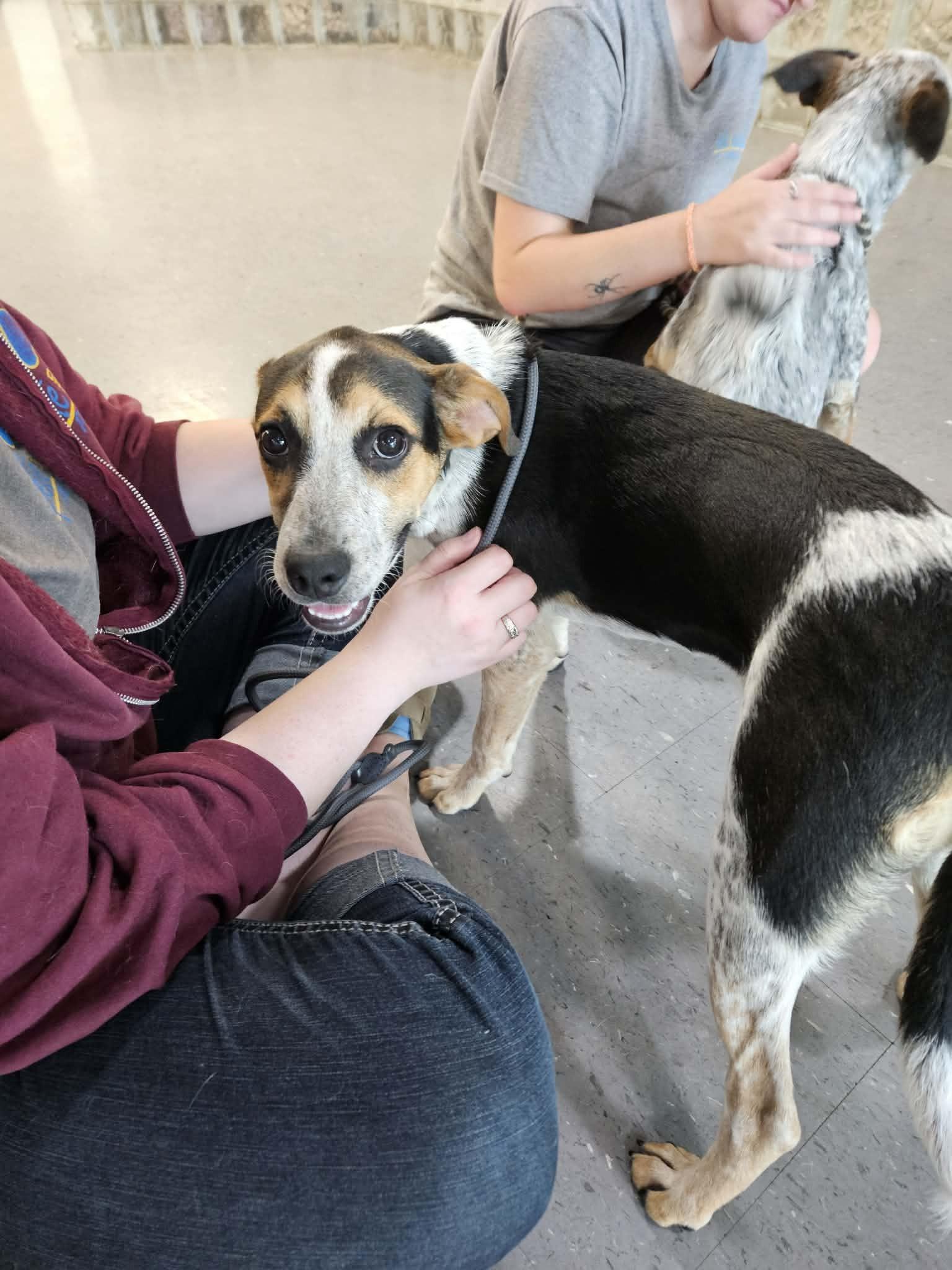 Sadie, an adopted mixed breed in Kansas City, MO image 2/4