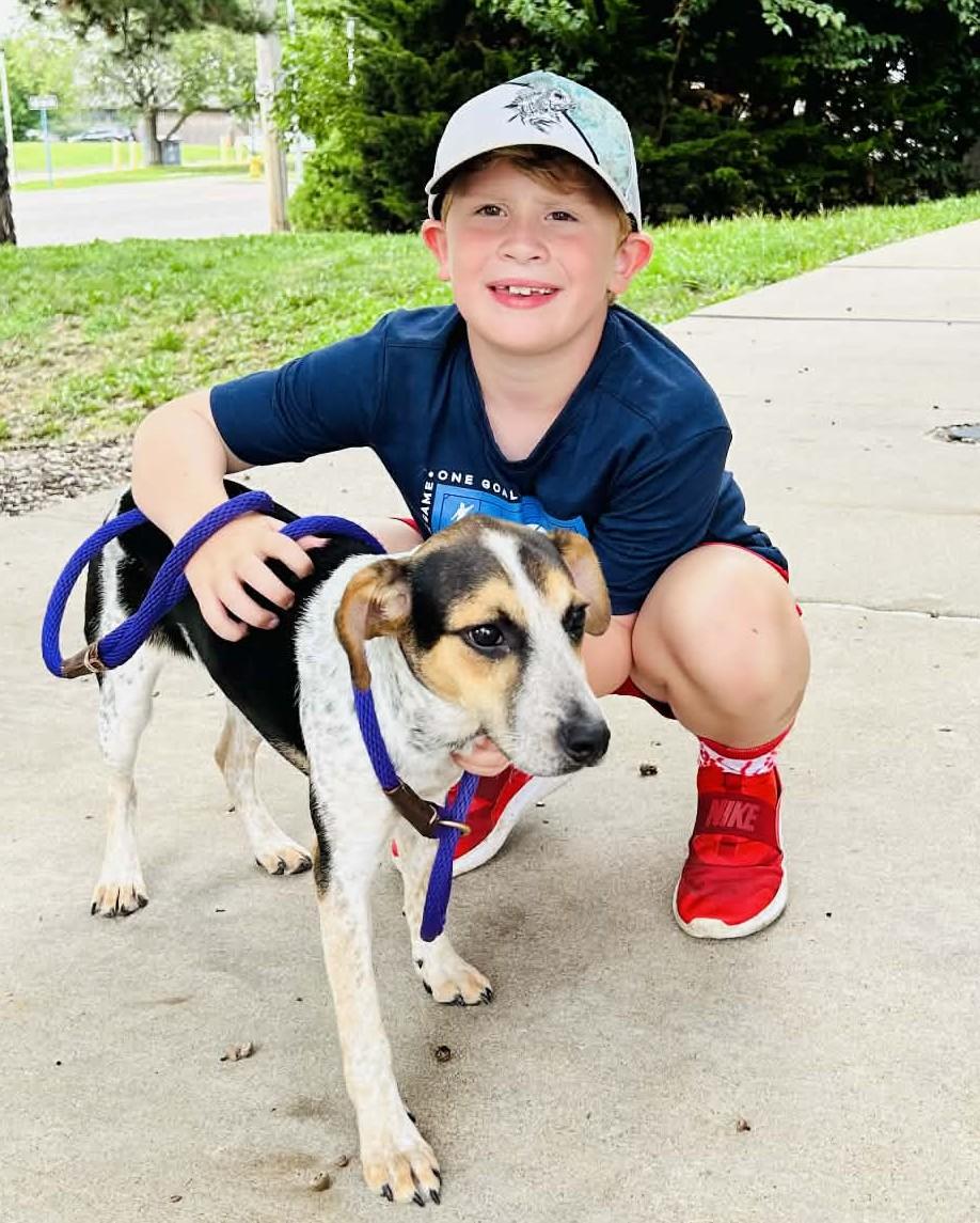 Sadie, an adopted mixed breed in Kansas City, MO image 4/4