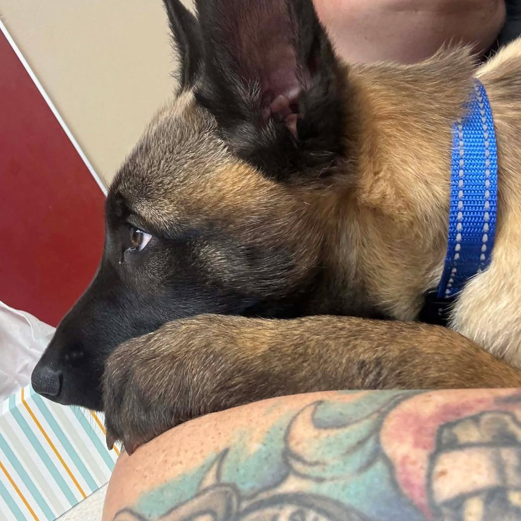 Enlarge Whiskey, a Adoptable Belgian Shepherd / Malinois in Tulsa, OK image 1/6