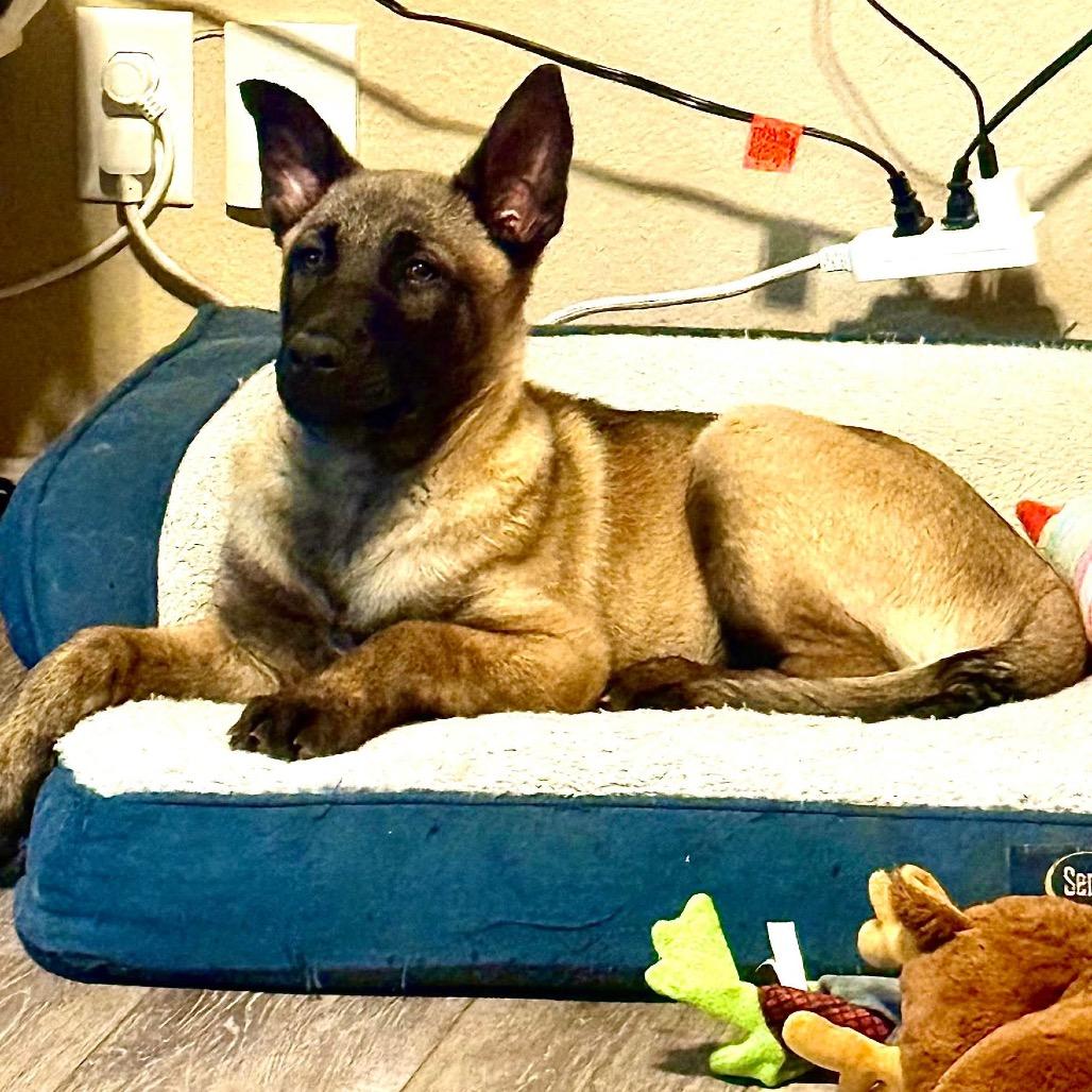 Enlarge Whiskey, a Adoptable Belgian Shepherd / Malinois in Tulsa, OK image 3/6